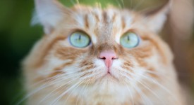 8 cose non immaginate gatti