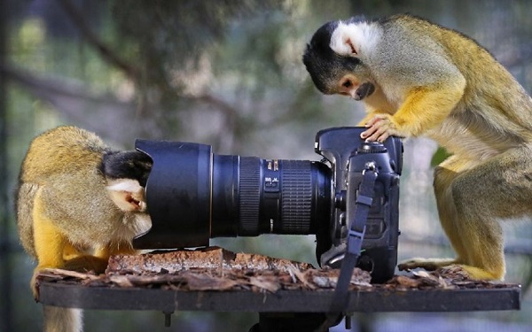 scimmie in posa fotografia