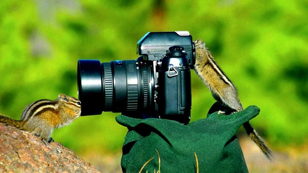 scoiattoli fotografi