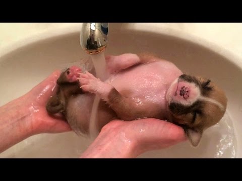 video cucciolo fa la doccia