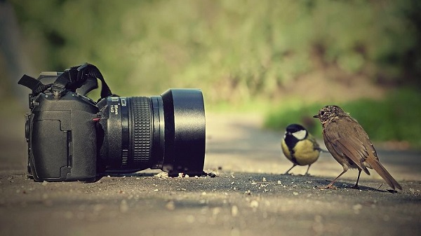uccelli fotografia autoscatto