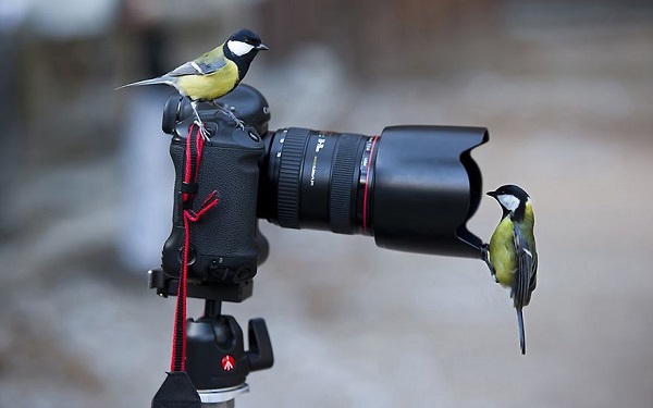 uccellini camera reflex