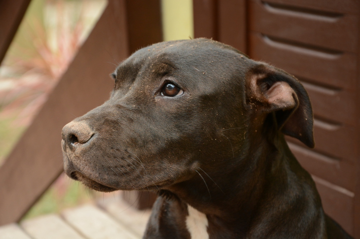 cane abbandonato in stazione