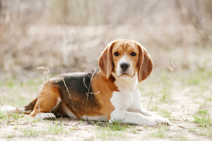 beagle