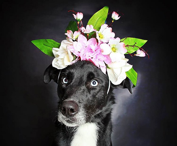 cane pelo nero corona fiori