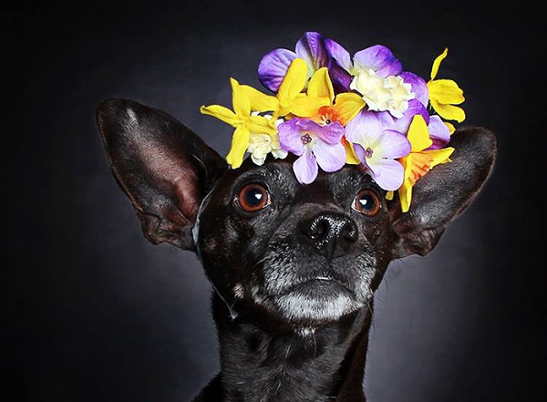 cane piccolo corona fiori
