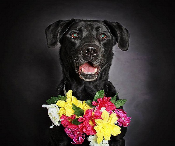 cane collare fiori