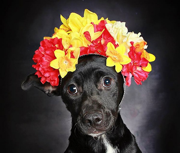 cane corona fiori colorati