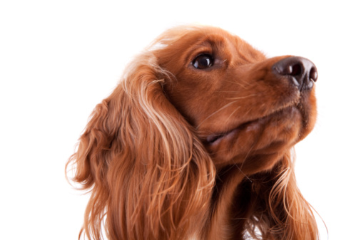 dermatite diffusa cane veterinario risponde