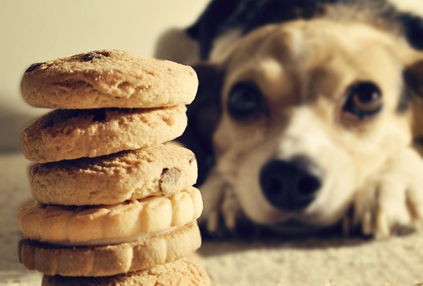 biscotti, biscotti, frutta, Biscotti alla cannella, cibo, cane