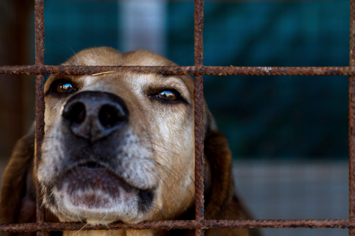 Cani dentro e fuori