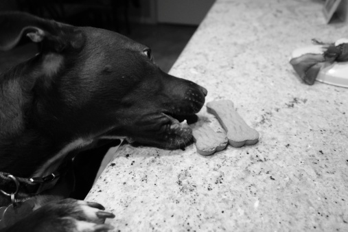 Biscotti per cani alla zucca