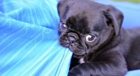 mancanza pelo muso carlino cause veterinario risponde