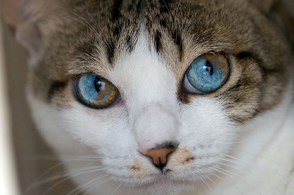 gatto mosaicismo somatico