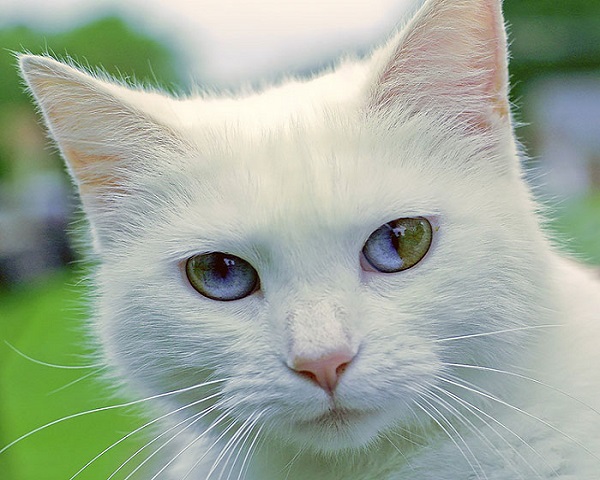 gatto bianco mosaicismo somatico
