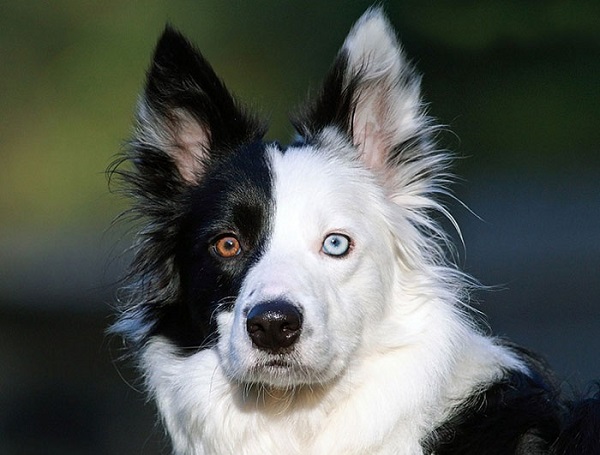 cane occhi pelo colore diverso