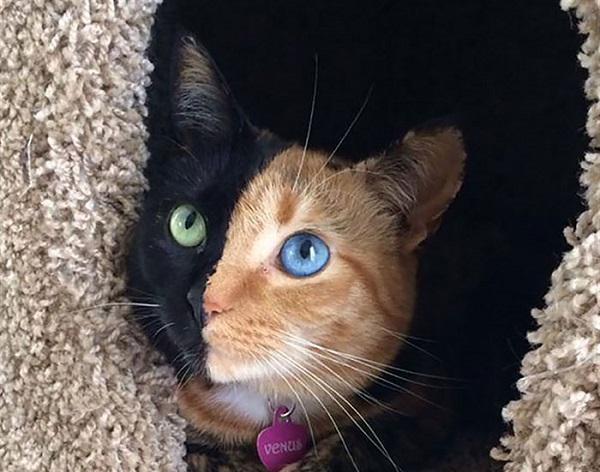 gattina occhi diversi