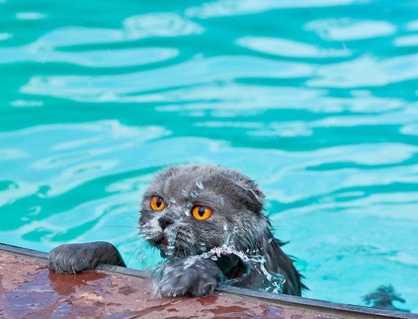 gatto bagnato piscina