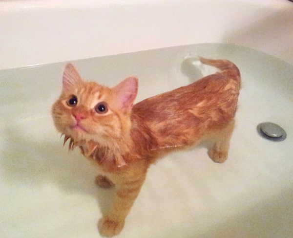 gatto che fa bagno