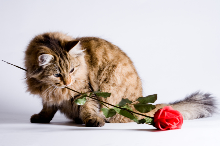Regali di San Valentino per gatti