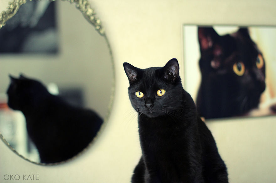 Gatti allo specchio