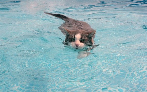 gatto piscina