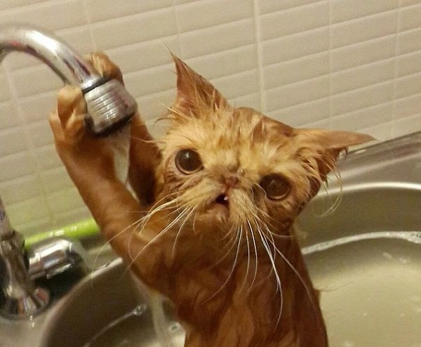 gatto rubinetto