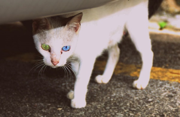 gatto occhi diversi