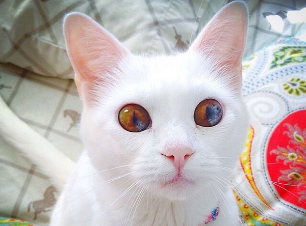 gatto occhi strani