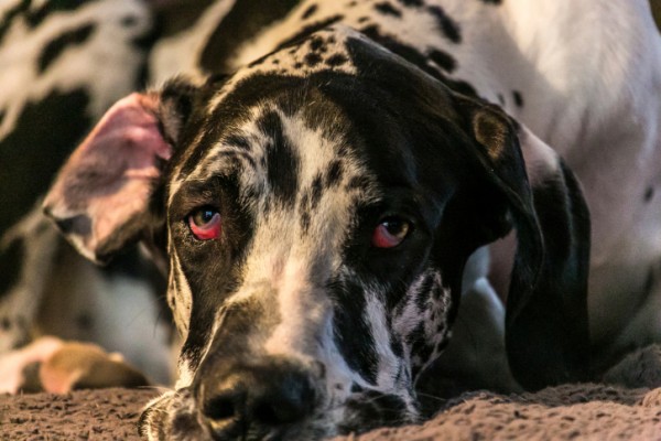 occhi rossi cane trema