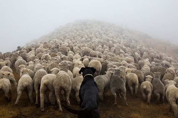 cane gregge pecore
