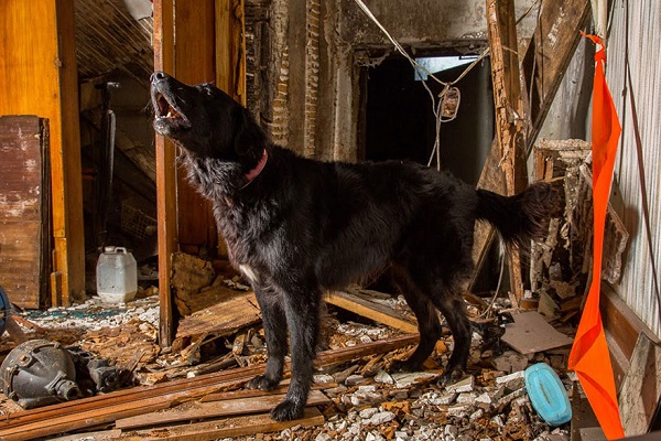 cane terremoto soccorso