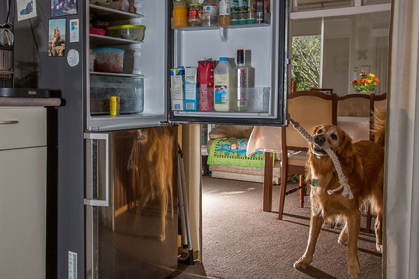 cane frigorifero