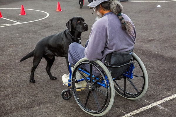 cane guida