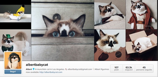 albertbabycat instagram account