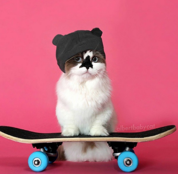 skater cat