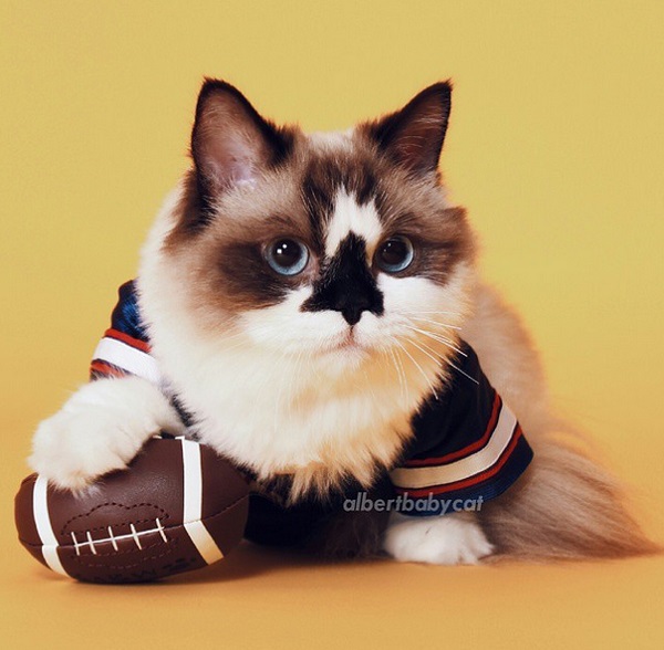 gatto superbowl