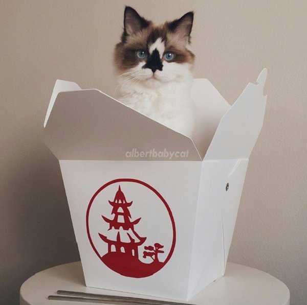 gatto cena cinese