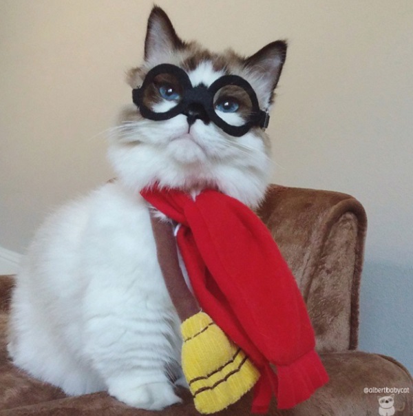 harry potter gatto