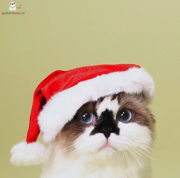 babbo natale gatto