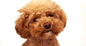 cane salta addosso ospiti estranei veterinario risponde