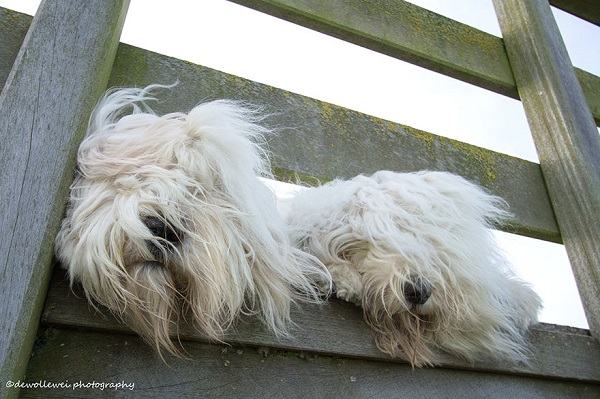 bobtail pelo vento