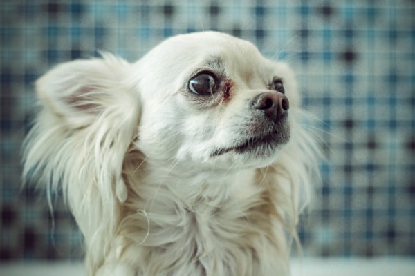 cane paura estranei veterinario risponde