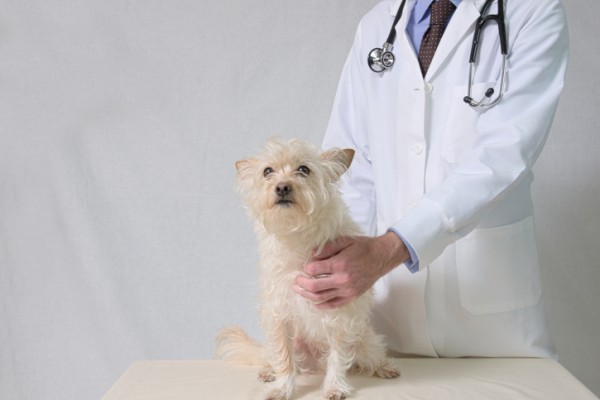 tumore cane veterinario oncologo