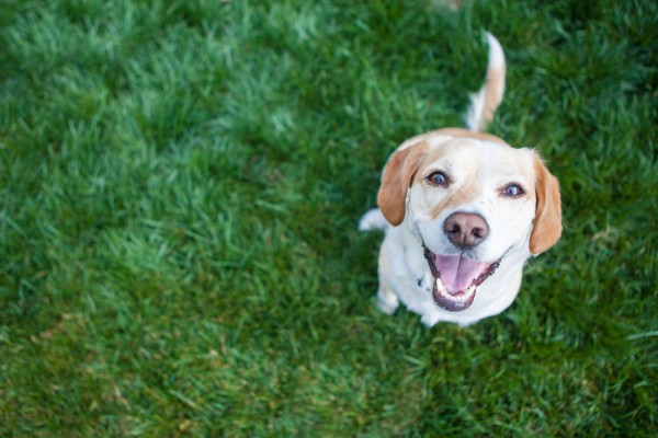 forfora cane alimentazione veterinario