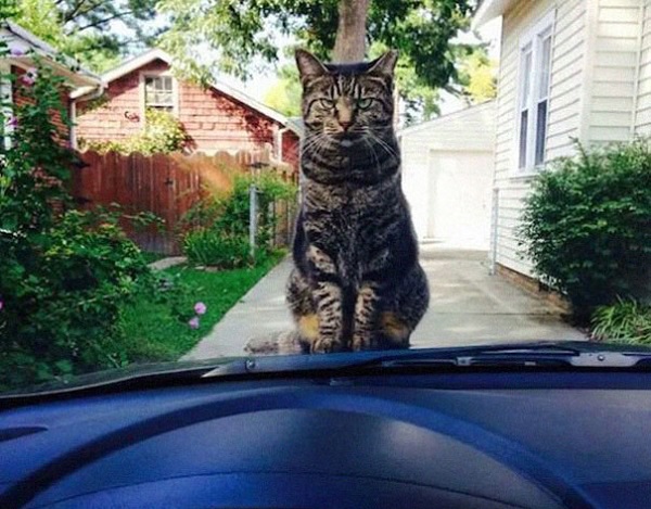 gatto sopra macchina