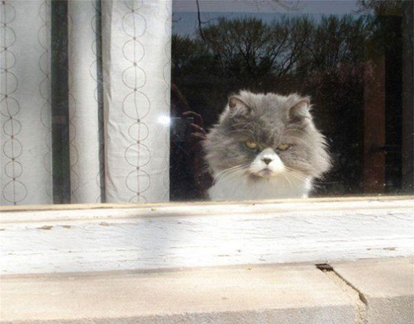 gatto dietro finestra