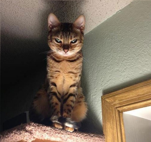 gatto sguardo cattivo