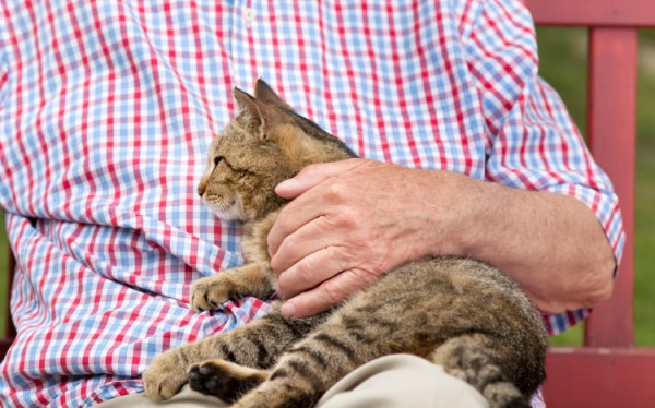 artrite gatto farmaci rimedi naturali veterinario