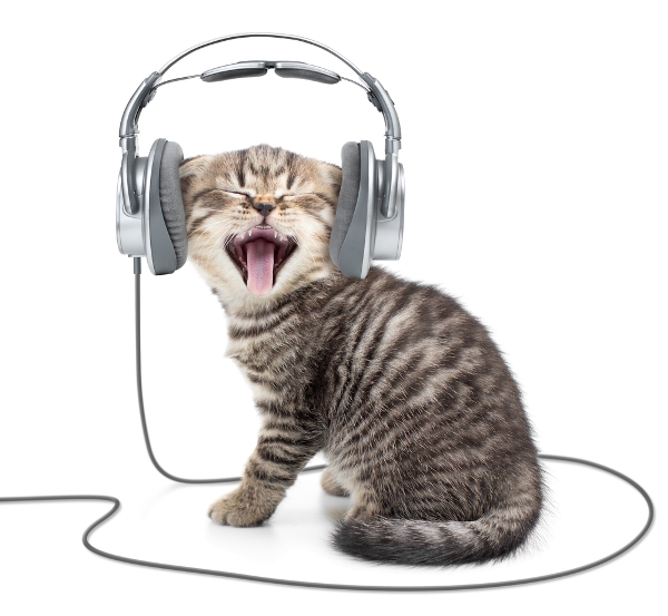 gatto musica
